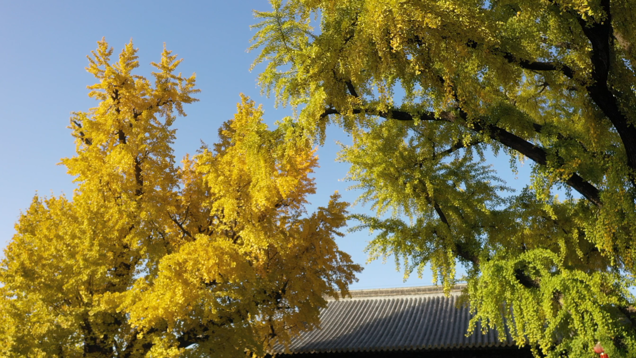 古城銀杏醉，觀景正當時