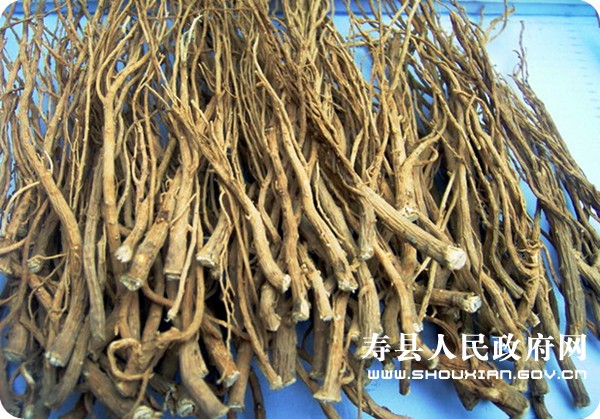 壽柴胡.jpg
